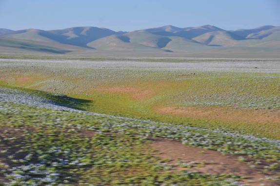 A linda imagem do deserto florido, entre Tacna e Arequipa, no Peru